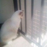 BIALA BEŻOWA CZARNA 50x50 mm, grubość 1.1 mm