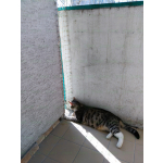 Siatki zabezpieczające dla kotów na balkon Warszawa montaż