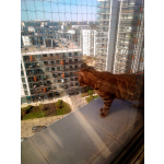 Zabezpieczenie kota przed wypadnięciem z balkonu Radzymin