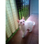 Montaż siatki na balkon dla kota Radzymin