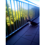 Kocia siatka bezinwazyjny montaż Nowy Dwór Mazowiecki