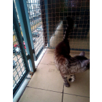 Kocie siatki bezinwazyjny montaż Legionowo